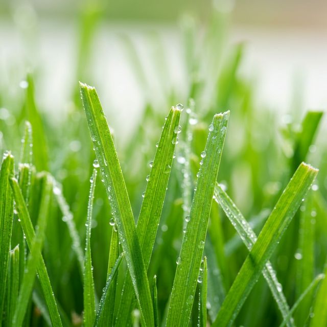 Equipamiento de jardinería